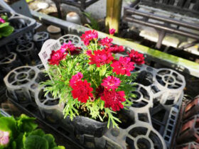 １１月入荷中の花苗の紹介