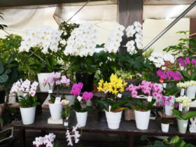 １１月入荷中の花苗の紹介