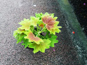 １１月入荷中の花苗の紹介