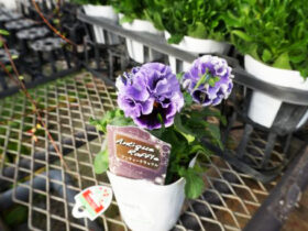 １１月入荷中の花苗の紹介