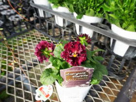 １１月入荷中の花苗の紹介