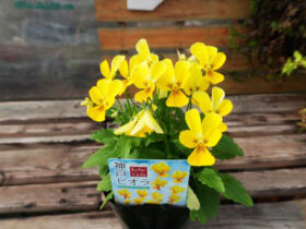 １１月入荷中の花苗の紹介