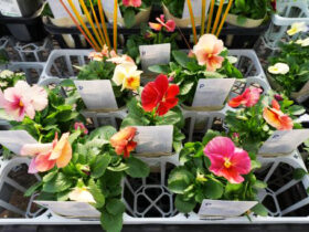 １１月入荷中の花苗の紹介