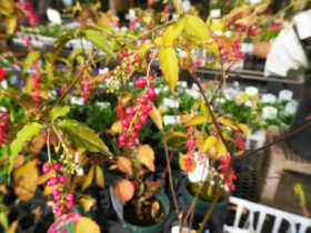 １１月入荷中の花苗の紹介