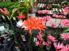 １１月入荷中の花苗の紹介