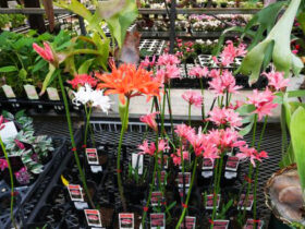 １１月入荷中の花苗の紹介