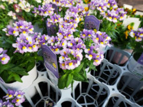 １１月入荷中の花苗の紹介