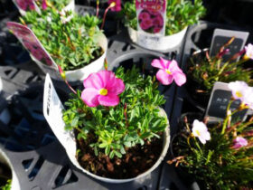 １１月入荷中の花苗の紹介