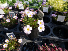 １１月入荷中の花苗の紹介