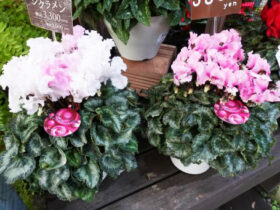 １１月入荷中の花苗の紹介