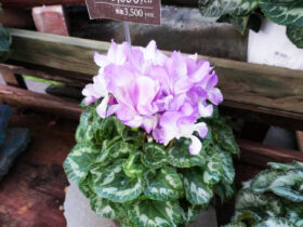 １１月入荷中の花苗の紹介