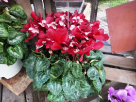 １１月入荷中の花苗の紹介