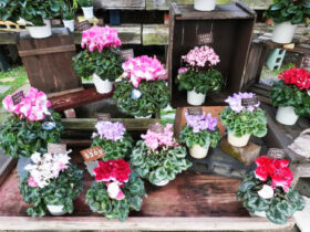 １１月入荷中の花苗の紹介