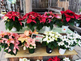 １１月入荷中の花苗の紹介
