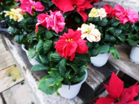 １１月入荷中の花苗の紹介