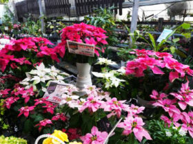 １１月入荷中の花苗の紹介