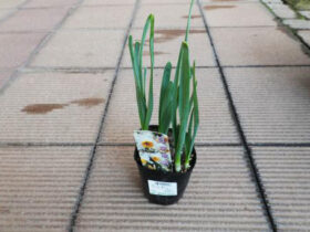 １１月入荷中の花苗の紹介