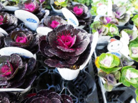 １１月入荷中の花苗の紹介