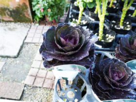 １１月入荷中の花苗の紹介