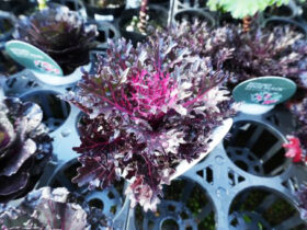 １１月入荷中の花苗の紹介