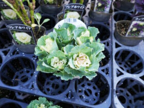 １１月入荷中の花苗の紹介