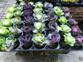 １１月入荷中の花苗の紹介