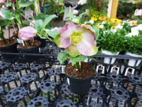 １１月入荷中の花苗の紹介