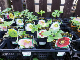 １１月入荷中の花苗の紹介