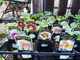１１月入荷中の花苗の紹介