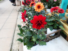 １１月入荷中の花苗の紹介