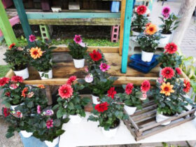 １１月入荷中の花苗の紹介