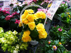 １１月入荷中の花苗の紹介