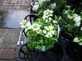 １１月入荷中の花苗の紹介