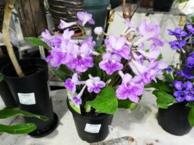 １１月入荷中の花苗の紹介