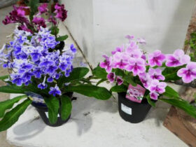 １１月入荷中の花苗の紹介