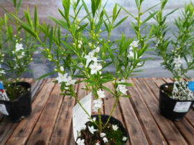 １１月入荷中の花苗の紹介