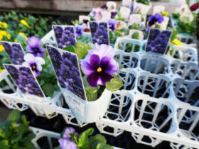 １１月入荷中の花苗の紹介