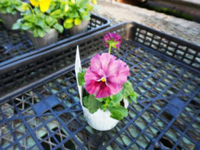 １１月入荷中の花苗の紹介