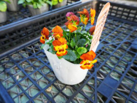 １１月入荷中の花苗の紹介