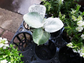 １１月入荷中の花苗の紹介