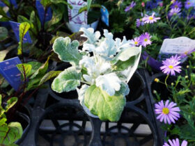 １１月入荷中の花苗の紹介