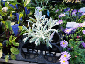 １１月入荷中の花苗の紹介