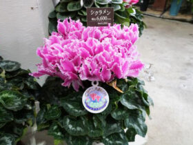 １１月入荷中の花苗の紹介