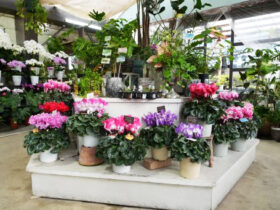 １１月入荷中の花苗の紹介