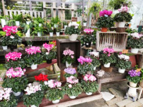 １１月入荷中の花苗の紹介