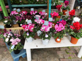 １１月入荷中の花苗の紹介