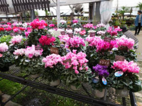 １１月入荷中の花苗の紹介