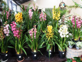 １１月入荷中の花苗の紹介