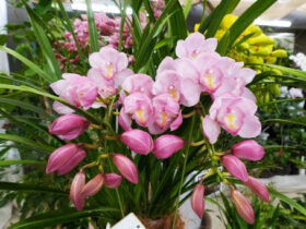 １１月入荷中の花苗の紹介