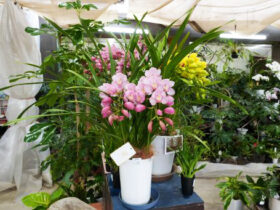 １１月入荷中の花苗の紹介